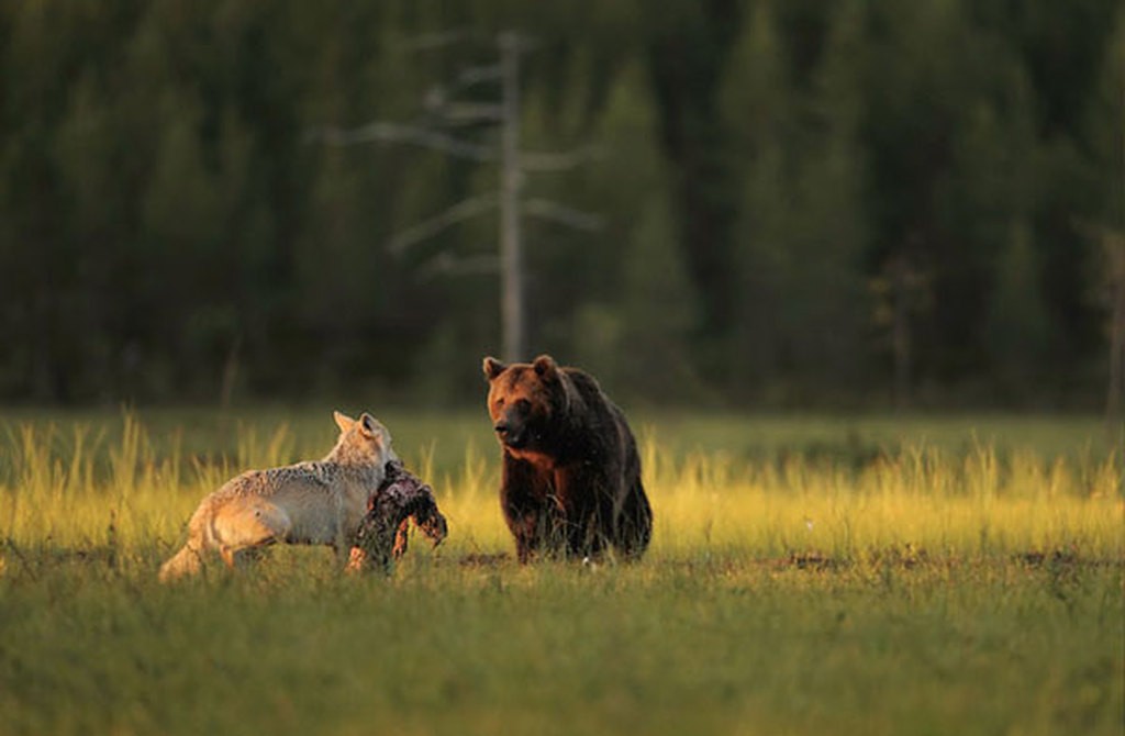 La misteriosa amistad entre un lobo y un oso que documentó un fotógrafo