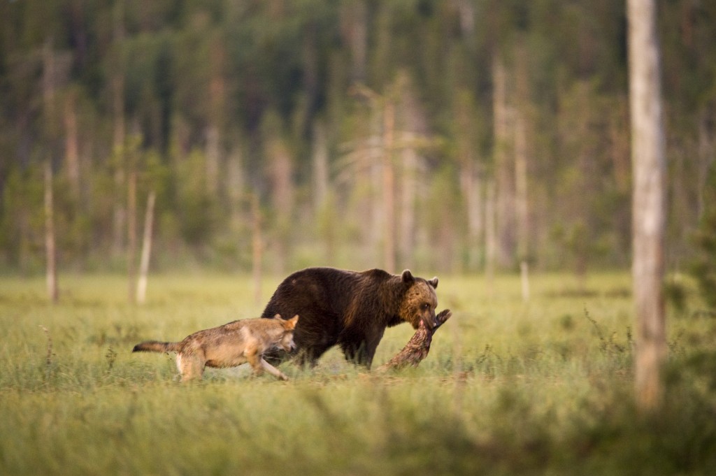 La misteriosa amistad entre un lobo y un oso que documentó un fotógrafo