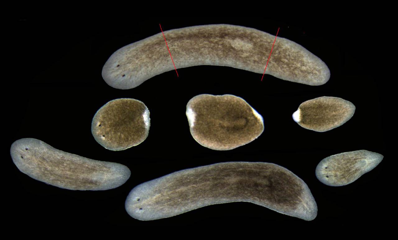 Identifican un nuevo mecanismo molecular clave en la regeneración de las planarias