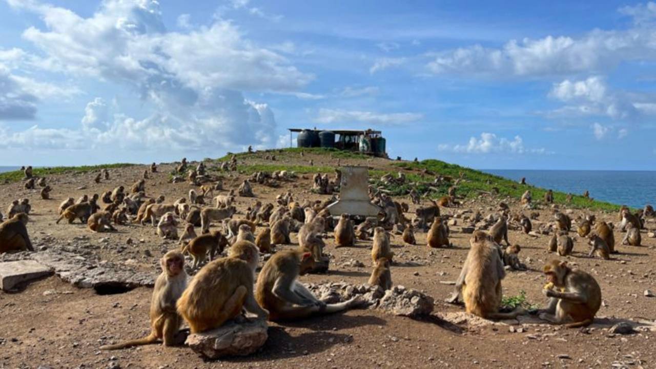 La isla-laboratorio donde se estudia a los monos para entender el comportamiento humano