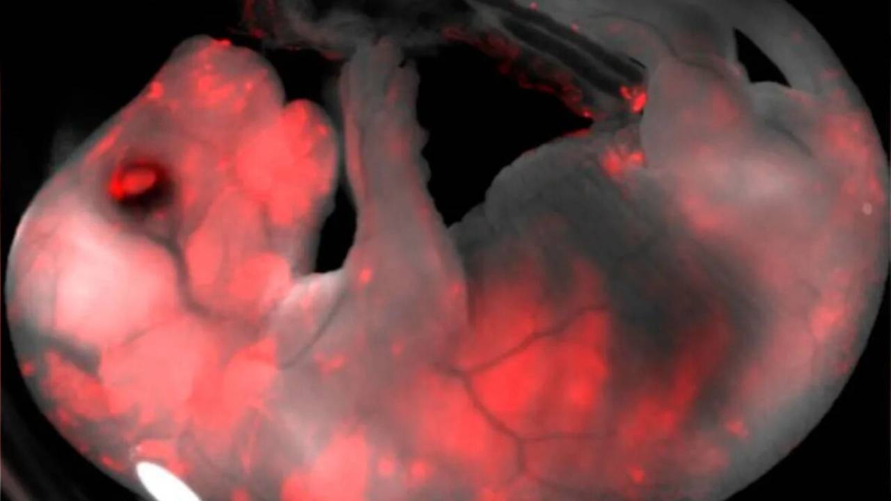 Quimeras creadas en laboratorio: cerdos con células cerebrales y chips biológicos