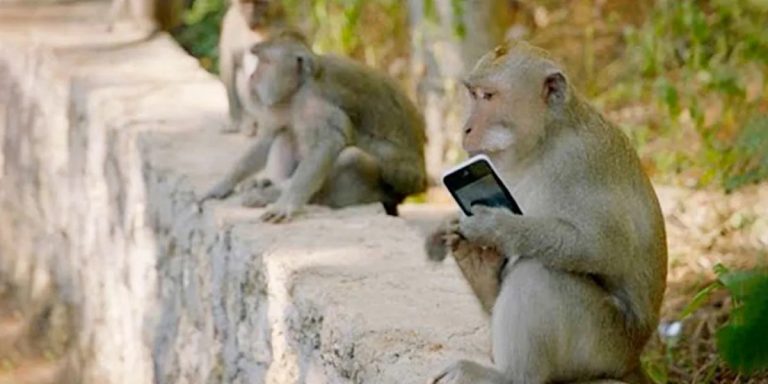 Monos ladrones de Bali: estudio reveló como aprenden a detectar objetos valiosos para pedir rescate