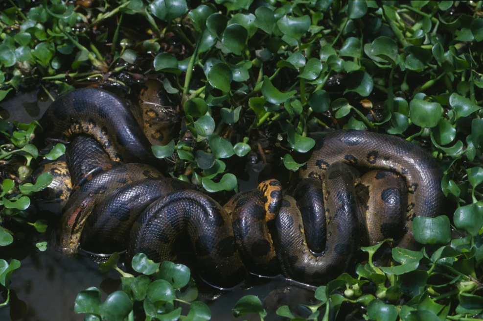 Anaconda verde del norte