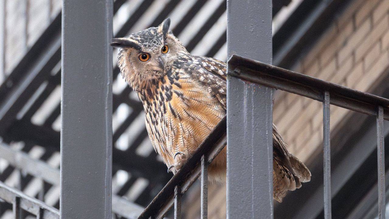 Flaco, el búho real euroasiático que escapó del Zoológico de Central Park, murió