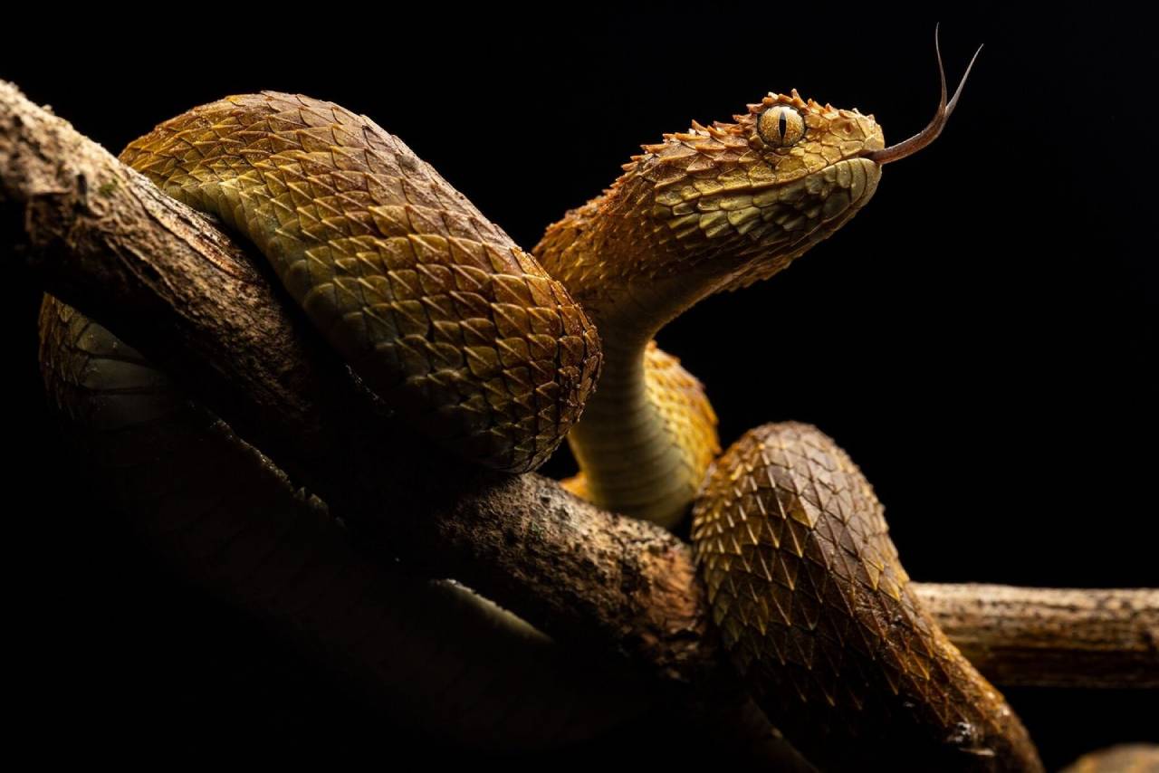 Descubren 5 nuevas especies de víboras de pestañas en Colombia y Ecuador