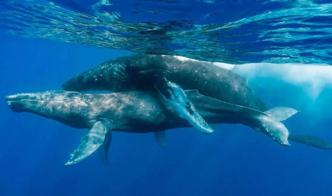 Las primeras fotografías de actividad sexual de la ballena jorobada involucran a dos machos