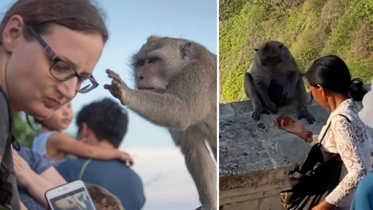 Monos ladrones de Bali: estudio reveló como aprenden a detectar objetos valiosos para pedir rescate