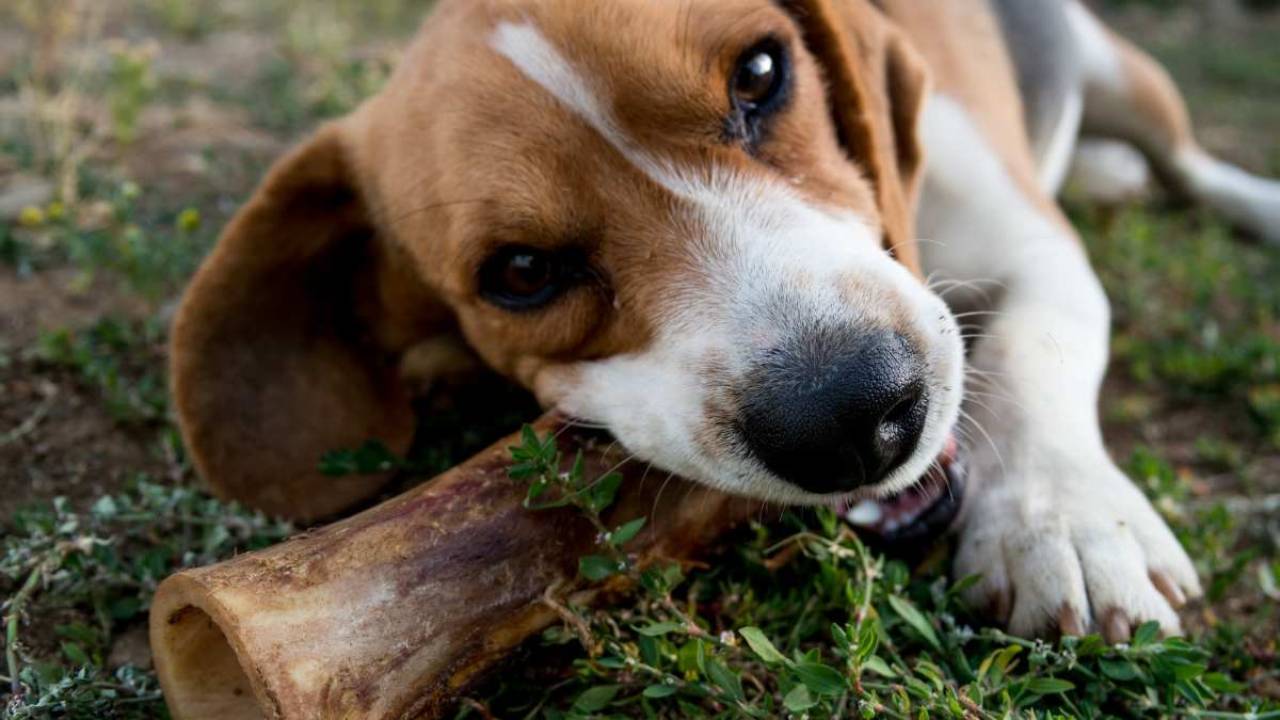 Tú perro no duraría en comerte si mueres
