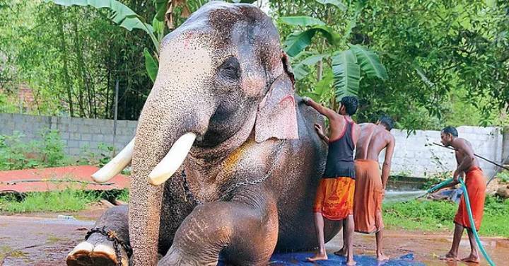 Thechikottukavu Ramachandran: El elefante gigante y asesino de la India