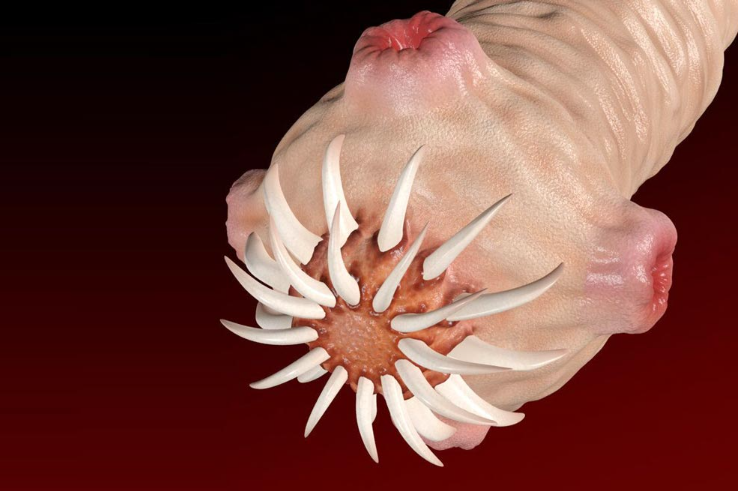 Larvas de Tenia en el cerebro Los riesgos asociados al tocino poco cocinado