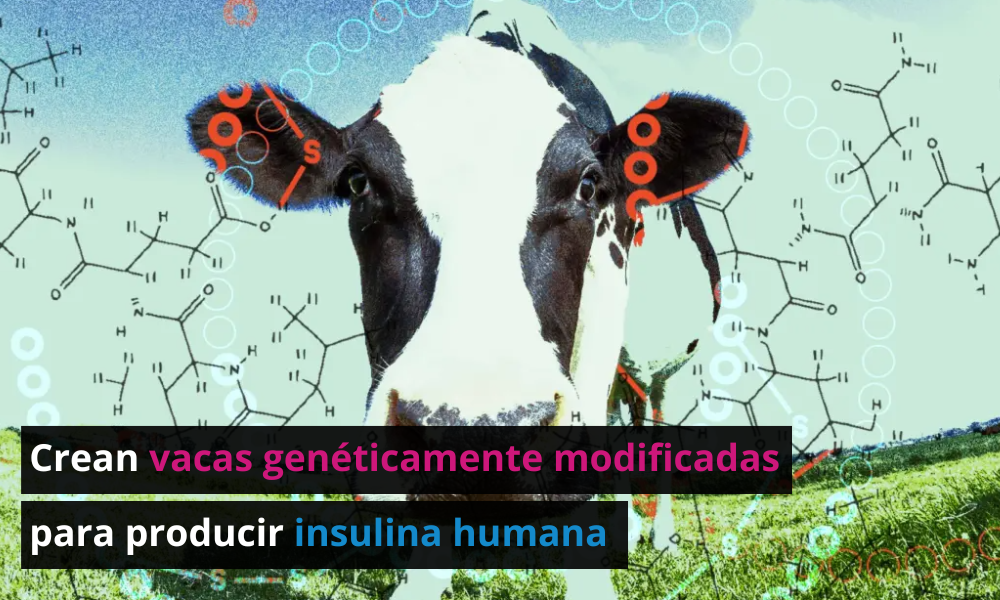 Vaca genéticamente modificada logra producir insulina humana
