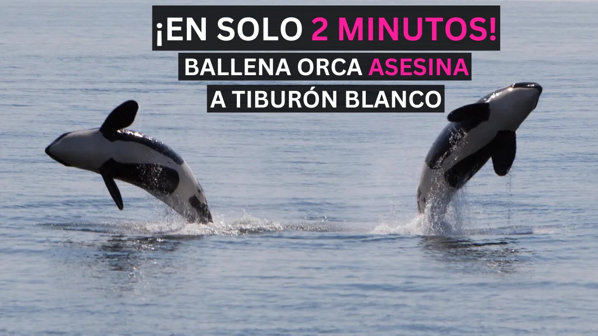 ballena-orca-devoro-a-un-tiburon-blanco