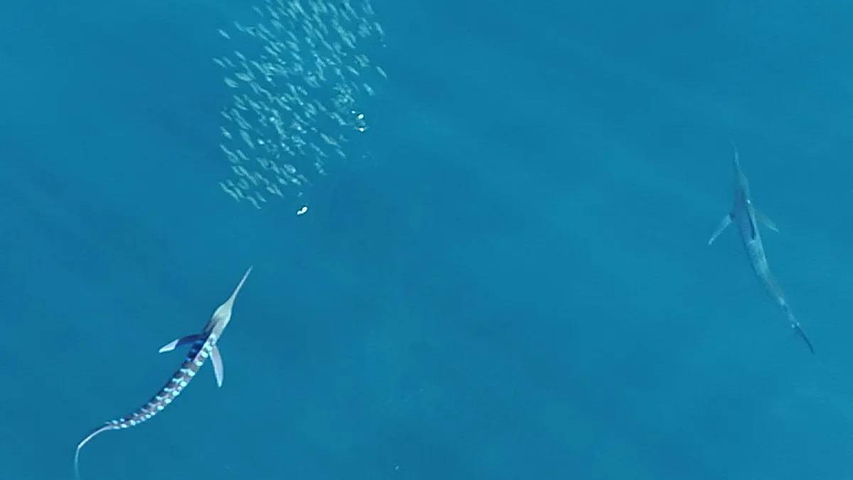Observa cómo uno de los peces más rápidos del mundo cambia de color antes de atacar