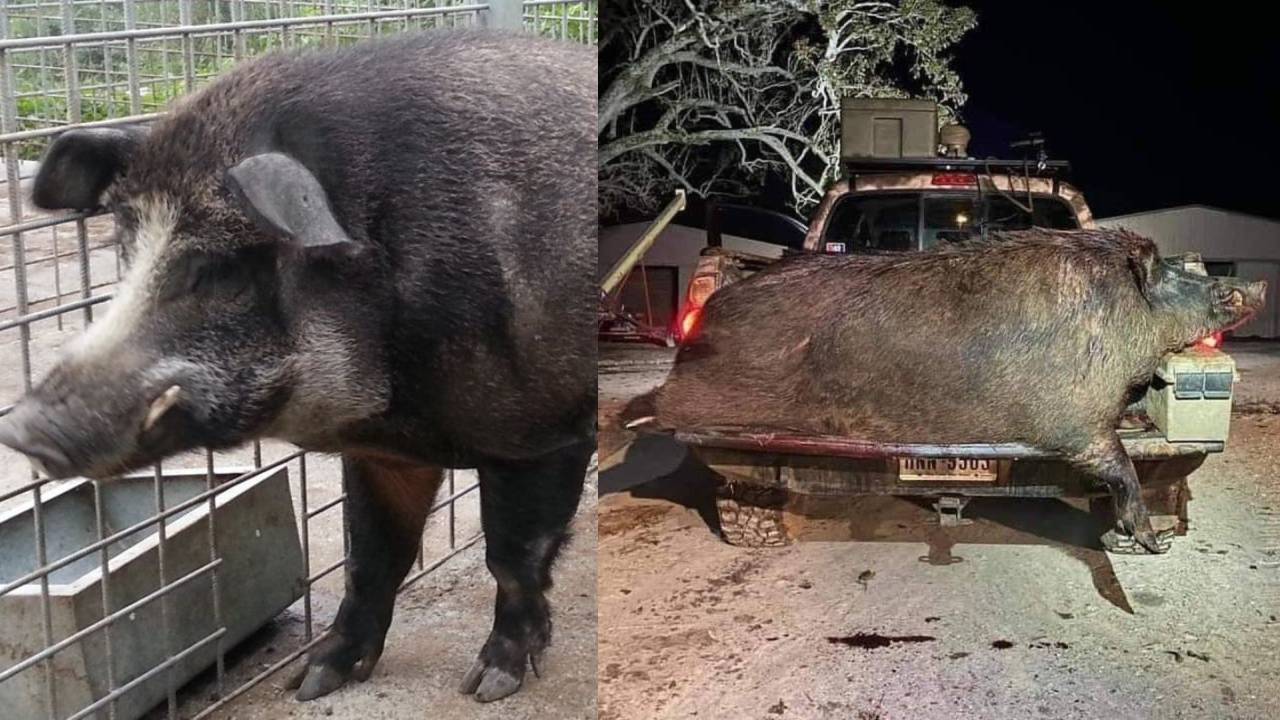 Cerdos de la Edad de Hierro La cruza entre cerdos domésticos y jabalíes salvajes