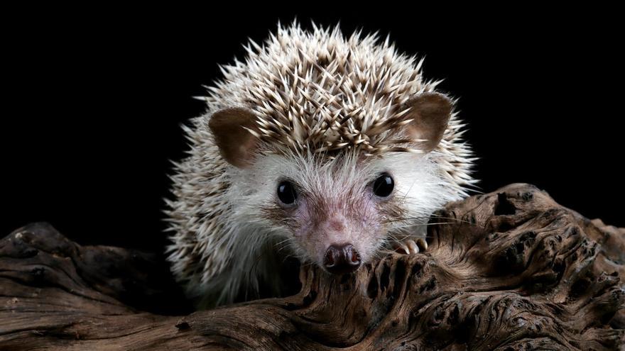 Rescata a un bebé erizo pero resulta ser un pompón de un gorro de lana