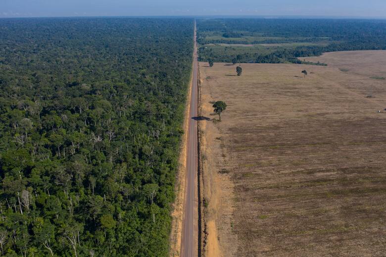 La Sexta Extinción Masiva ya empezó: Científicos explican por qué