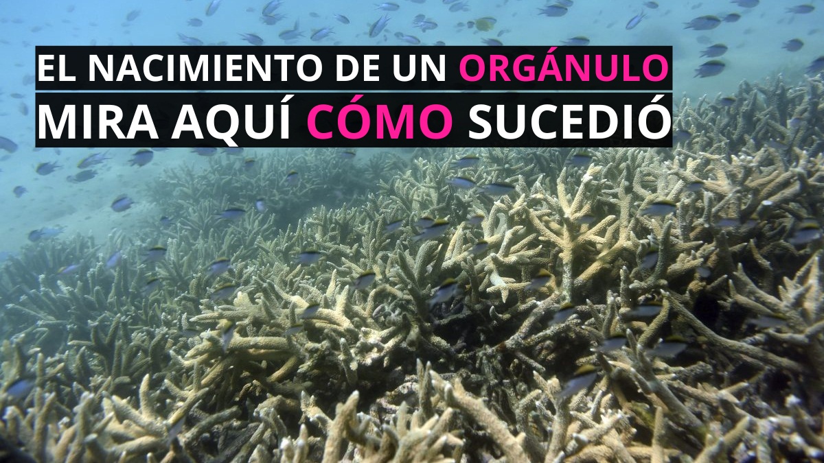 La coevoluciĂłn de una bacteria marina