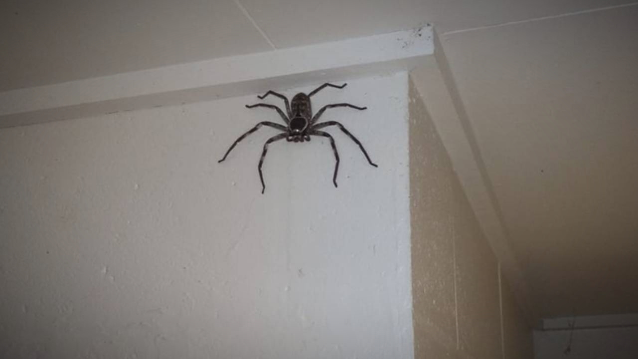 La foto de la araña gigantesca que la “mascota” de una familia es real