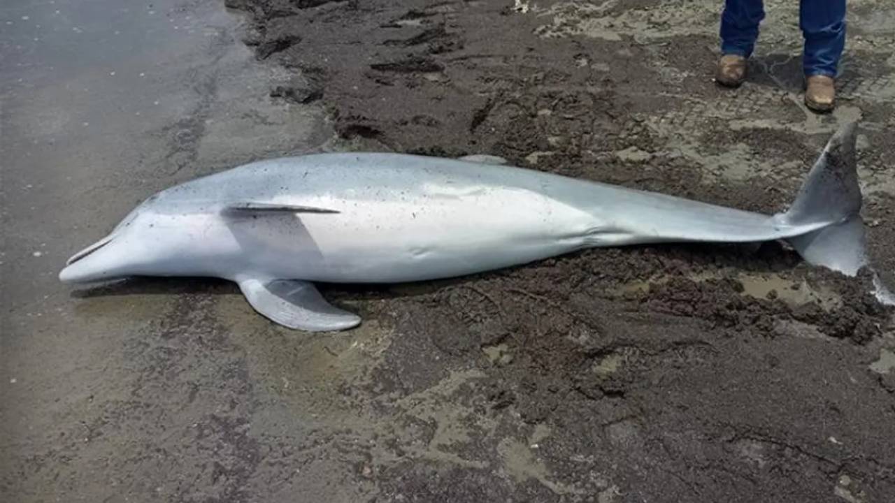 NOAA ofrece 20.000 dólares por información sobre el asesino de un delfín