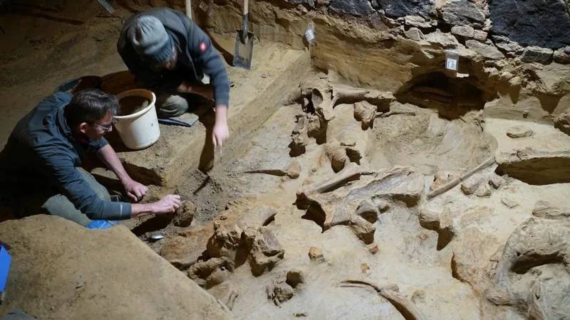 Hombre encontró tres esqueletos de mamut en su bodega