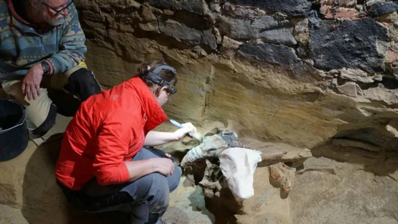 Hombre encontró tres esqueletos de mamut en su bodega