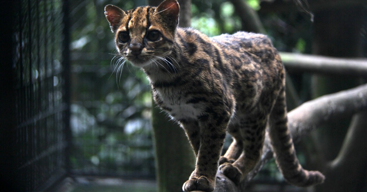 nueva especie de tigrillo