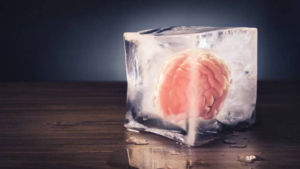 Un estudio logró que el tejido cerebral humano no sufra daños luego de ser descongelado