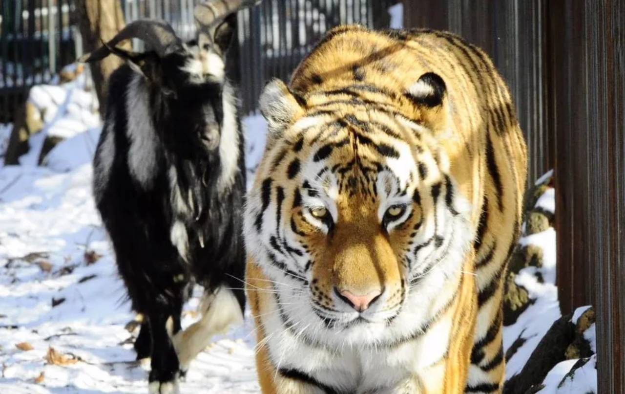 Un tigre siberiano se hace amigo de una cabra que le dieron de comer