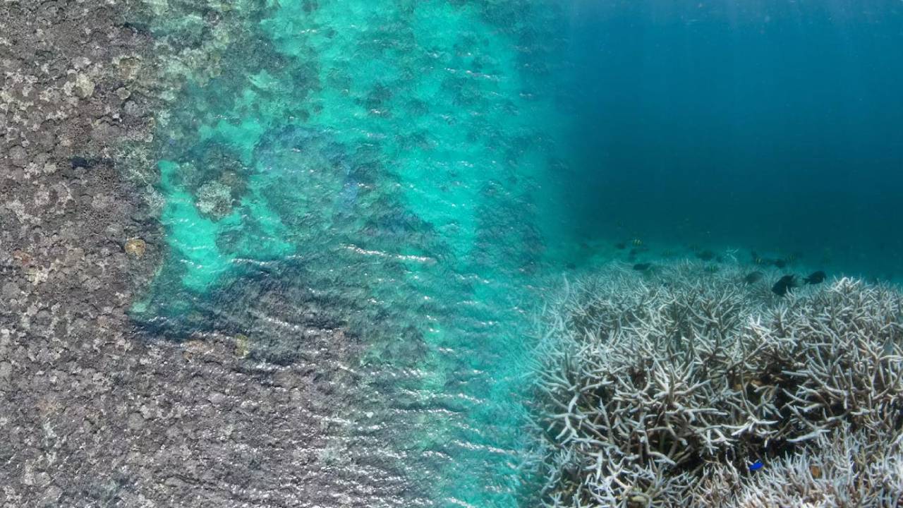 Casi un tercio de la Gran Barrera de Coral muere después de un gran evento que sucedió este año