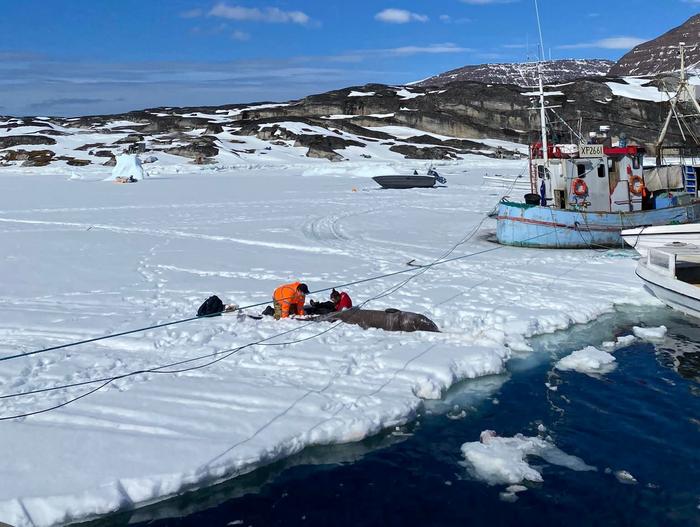 Científicos han descubierto finalmente como los tiburones de Groenlandia viven 500 años