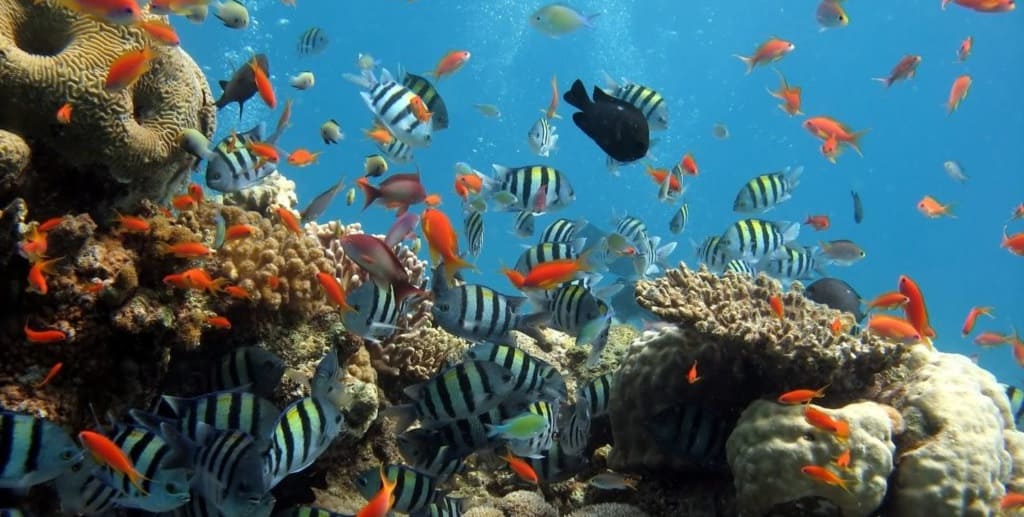 Estudio sugiere que el agua habitable de la Tierra se agota rĂ¡pidamente y es muy peligroso