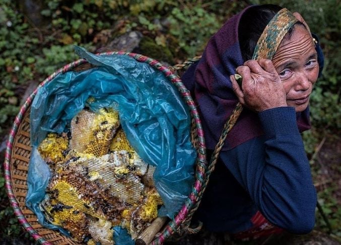 La Miel Loca: El alucinógeno natural que hacen las abejas