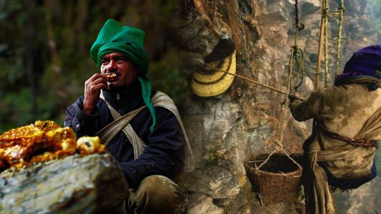 La Miel Loca: El alucinógeno natural que hacen las abejas