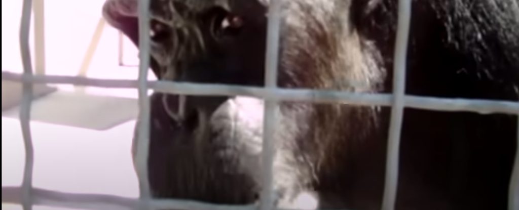 Chimpancés diciendo palabras humanas ¿Tienen la capacidad de hablar?
