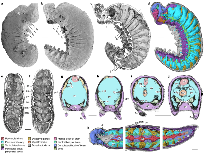 Descubren fósil de 500 millones de años con cerebro preservado