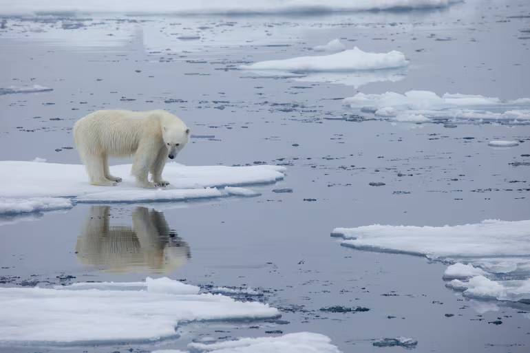 Osos polares están siendo vistos en zonas urbanas en Canadá y encienden las alarmas climáticas