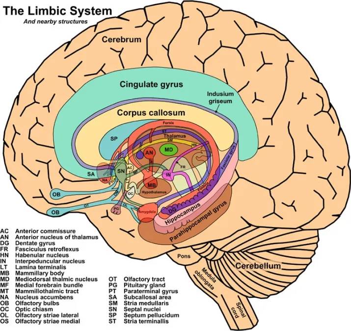 El extraño caso del hombre que vivía sin el 90% de su cerebro