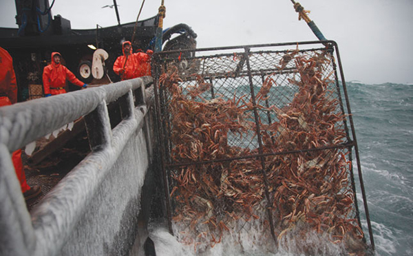 Miles de millones de cangrejos desaparecieron de Alaska y nueva evidencia podría resolver este misterio