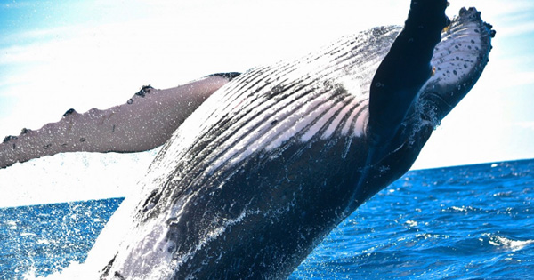 Un estudio revela que las ballenas jorobadas crean y utilizan herramientas de caza especializadas