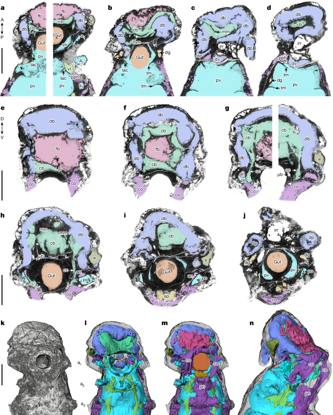 Descubren fósil de 500 millones de años con cerebro preservado