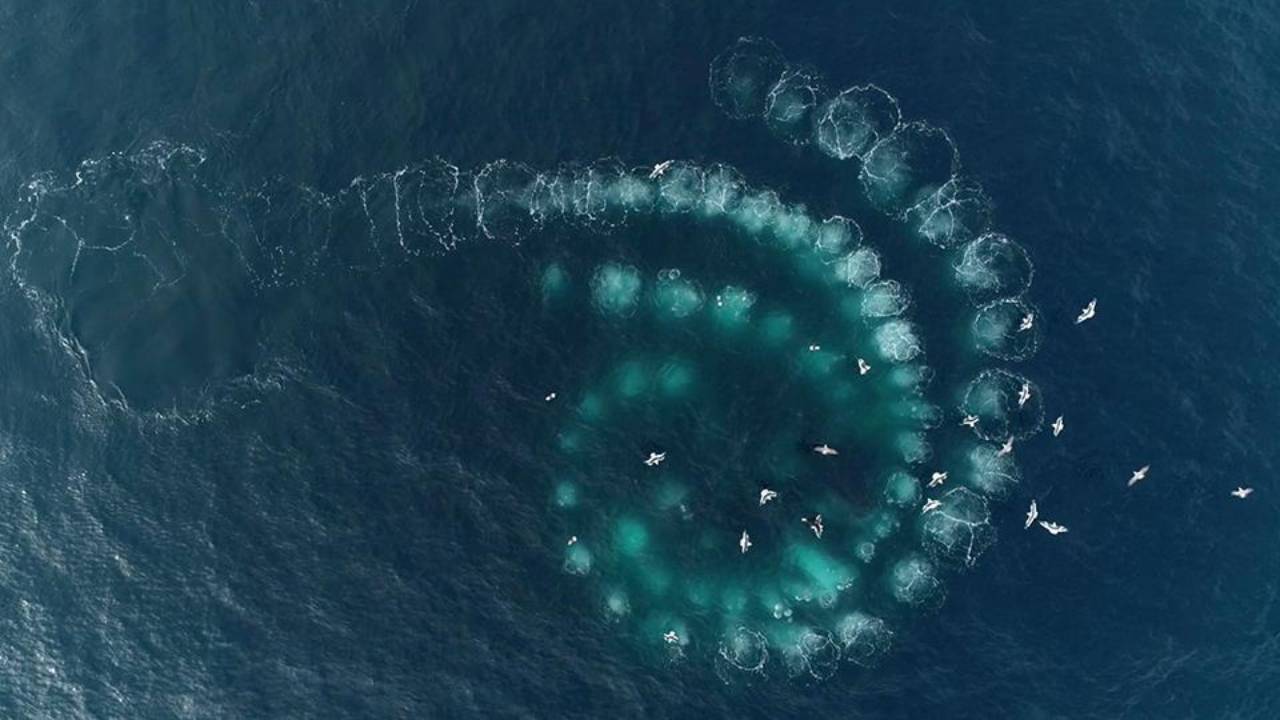 Un estudio revela que las ballenas jorobadas crean y utilizan herramientas de caza especializadas