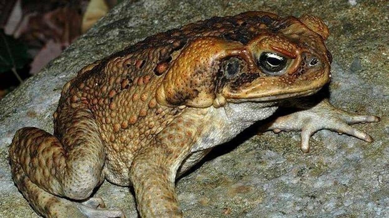 Temporada de Sapos de caña: Todo lo que necesitas saber para mantener segura a tu mascota