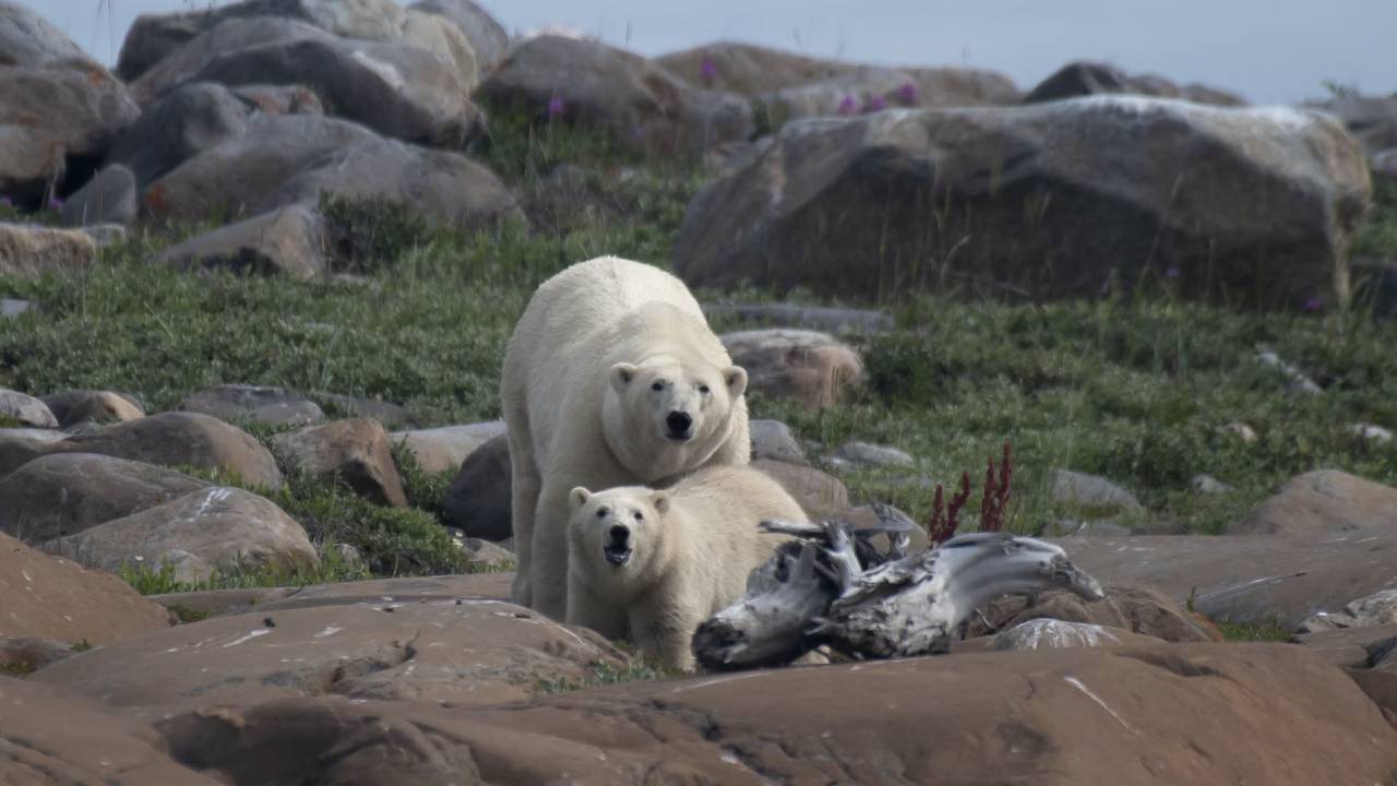 Osos polares están siendo vistos en zonas urbanas en Canadá y encienden las alarmas climáticas