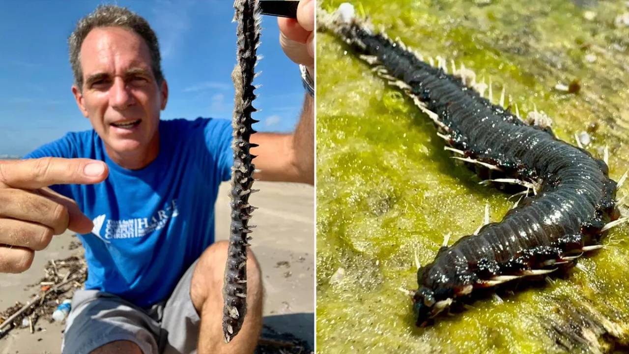 Criaturas de “tus peores pesadillas” aparecen en playas de Texas, Estados Unidos