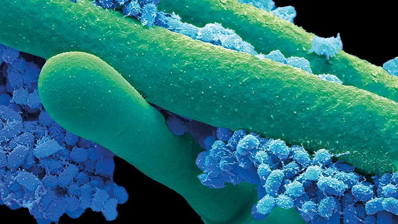El primer ancestro complejo de toda la vida en la Tierra al descubierto