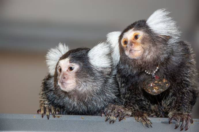 Animales se ponen nombres como los humanos para comunicarse