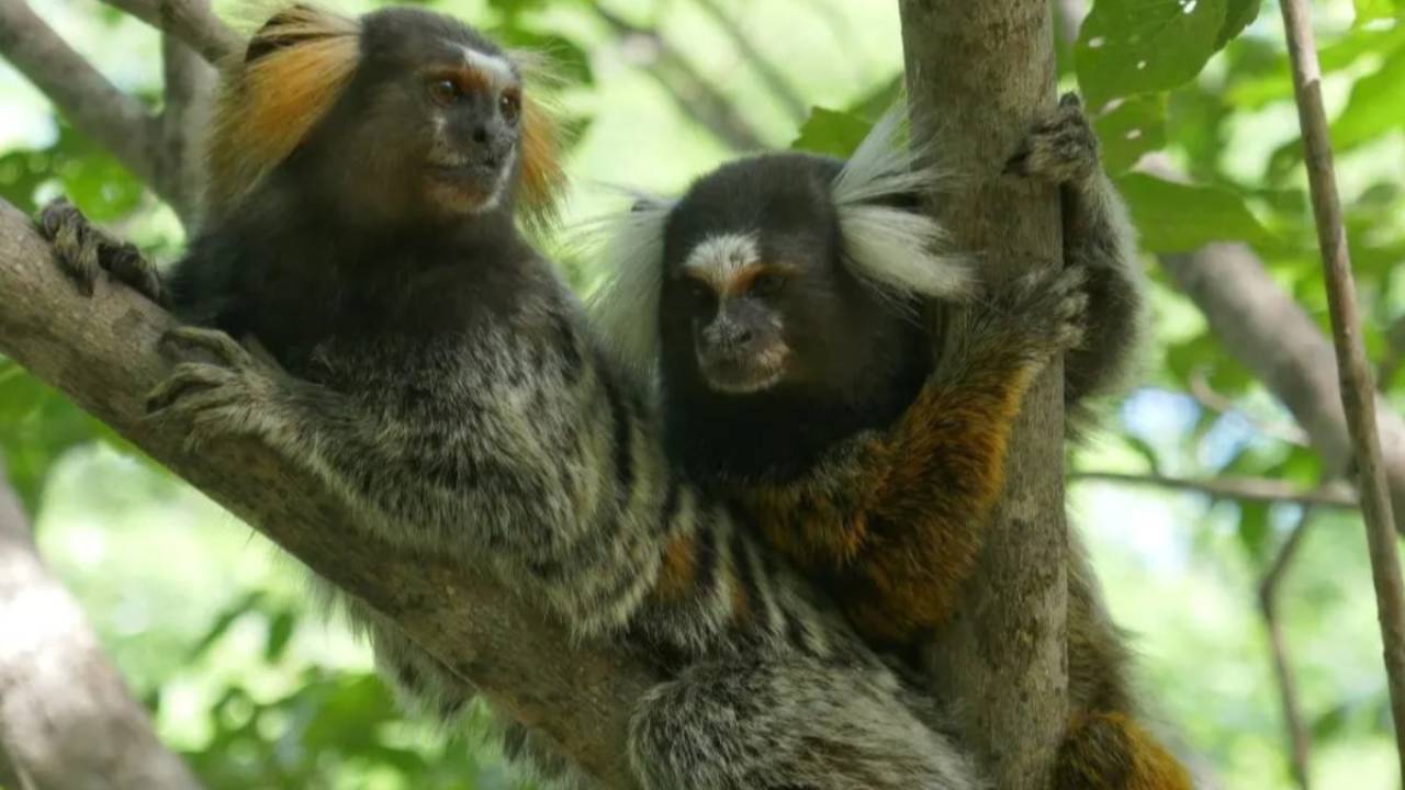 Animales se ponen nombres como los humanos para comunicarse