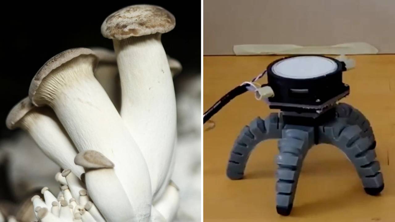 Un hongo aprende a moverse después de recibir un cuerpo robótico