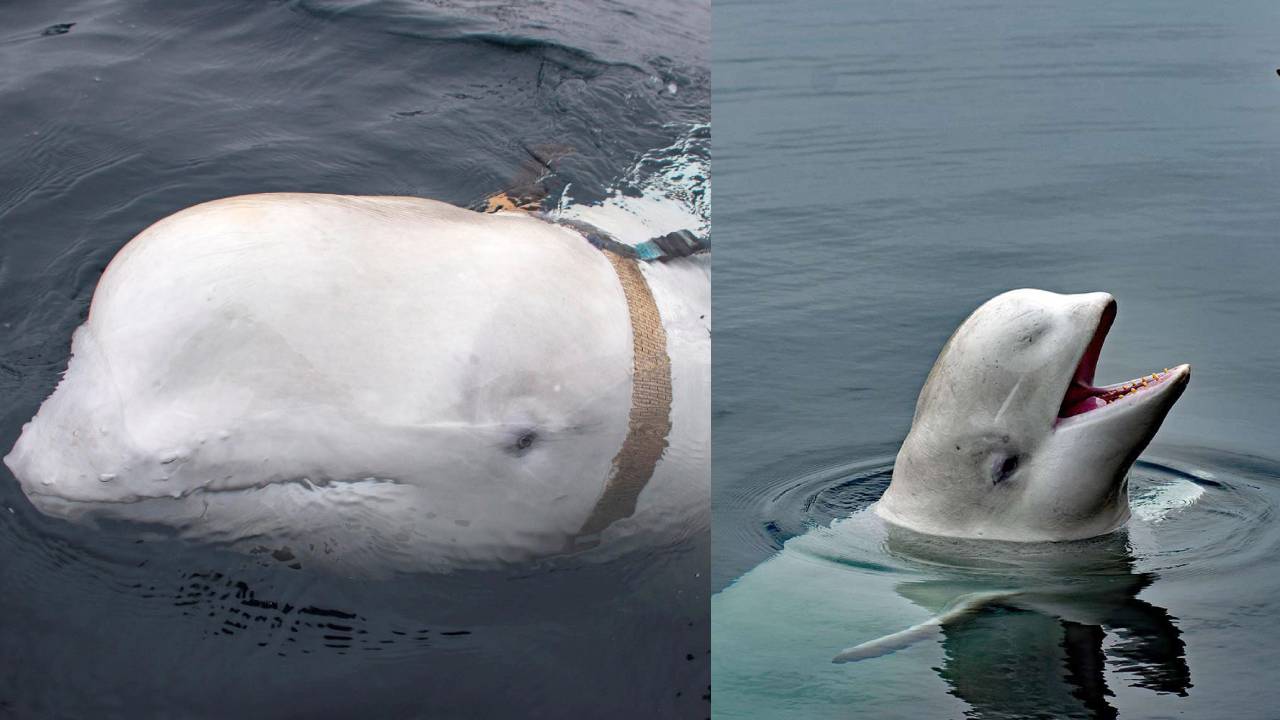 Encuentran muerta la ballena espía rusa, Hvaldimir