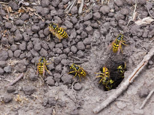 Enjambre de avispas amarillas invade Carolina del Norte tras el Huracán Helene